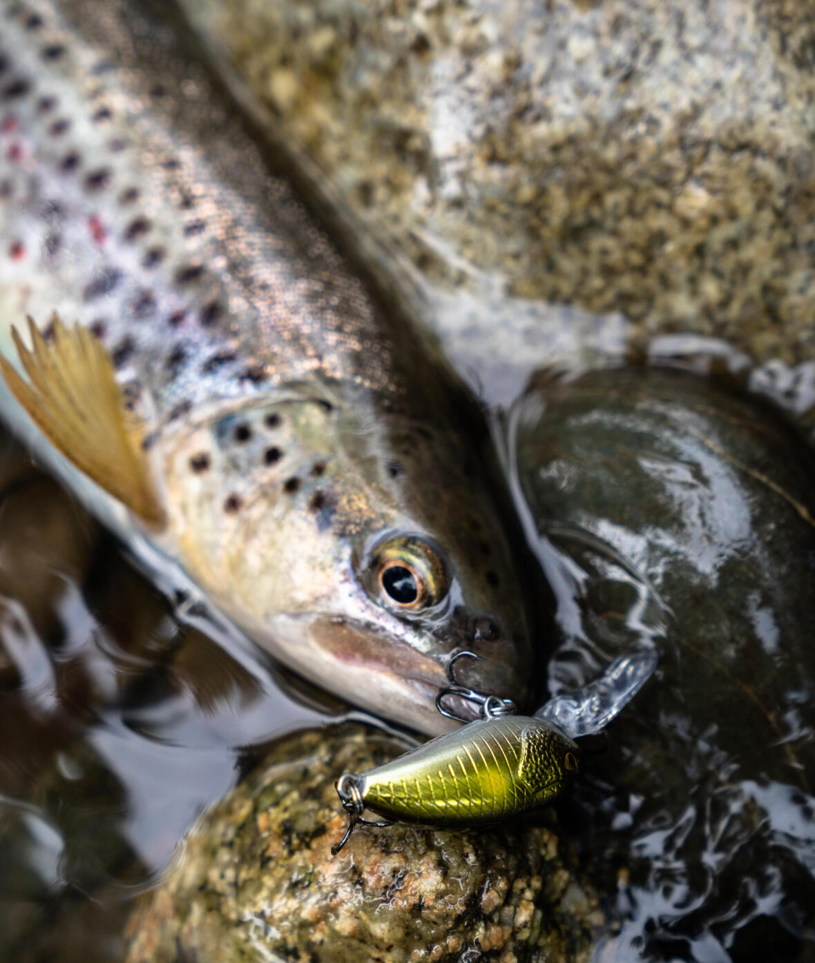 Interview D Expert Quel Poisson Nageur Choisir Pour Pecher La Truite