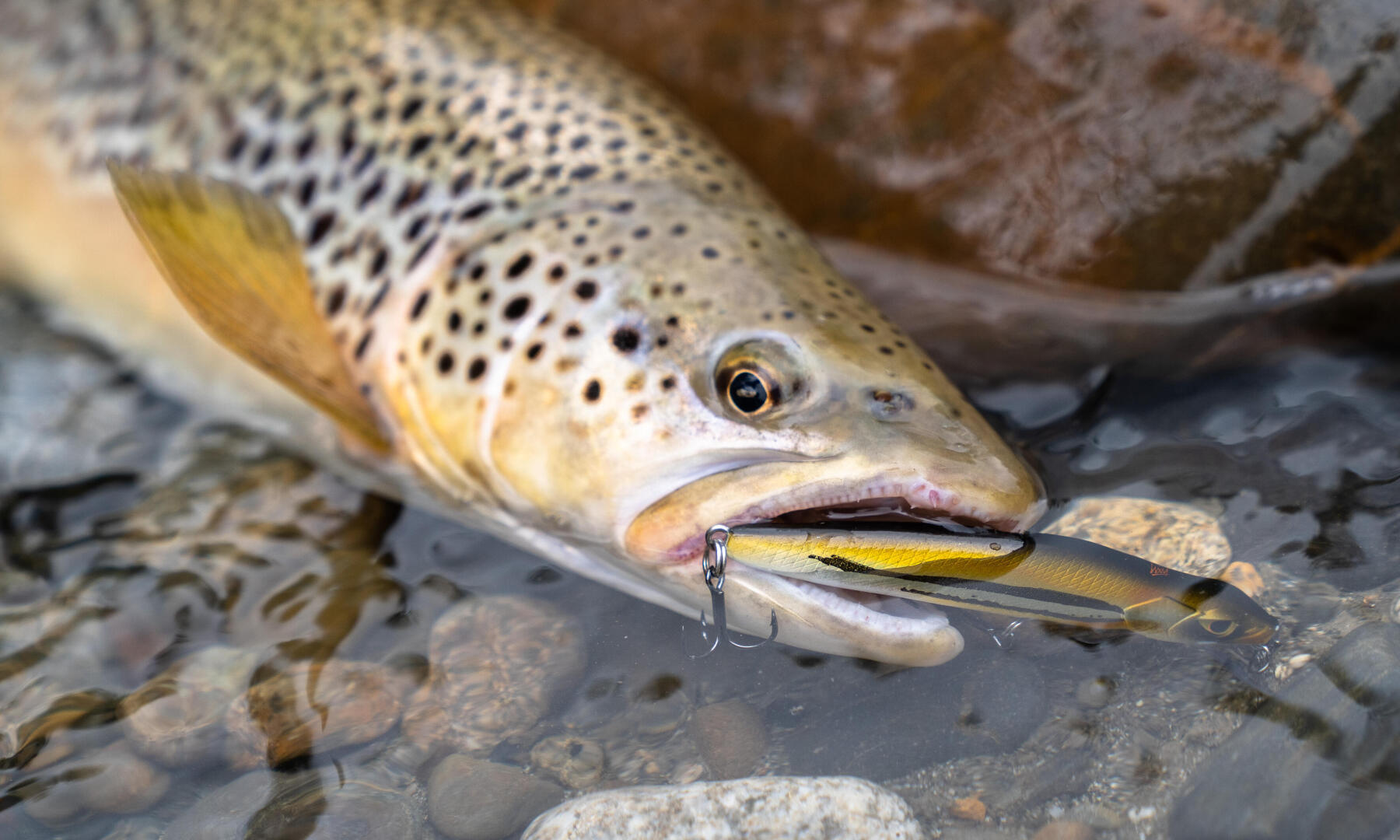 OU ET QUAND UTILISER SON POISSON NAGEUR PERCHE ?