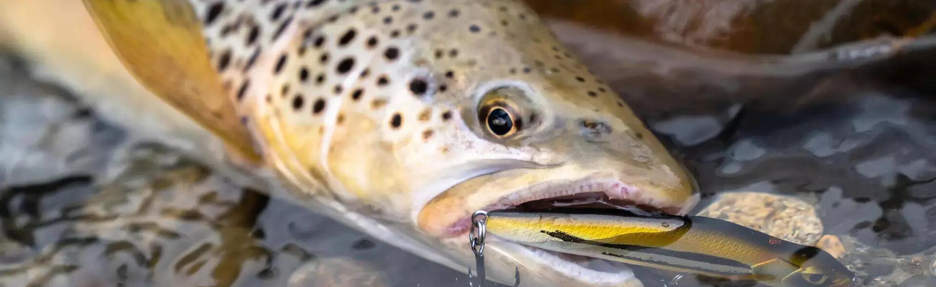 Ccomment-utiliser-poisson-nageur-coulant