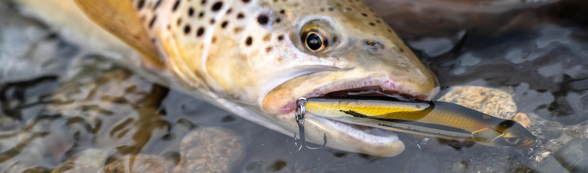 Pêcher les plus Gros Poissons de la Rivière au Leurre ! 