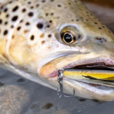 COMMENT CHOISIR SON POISSON NAGEUR TRUITE ?