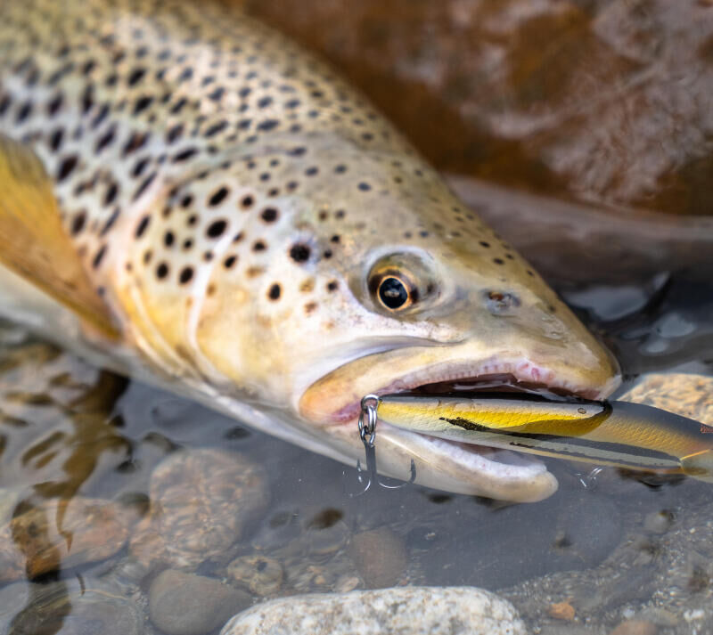 COMMENT CHOISIR SON POISSON NAGEUR TRUITE ?