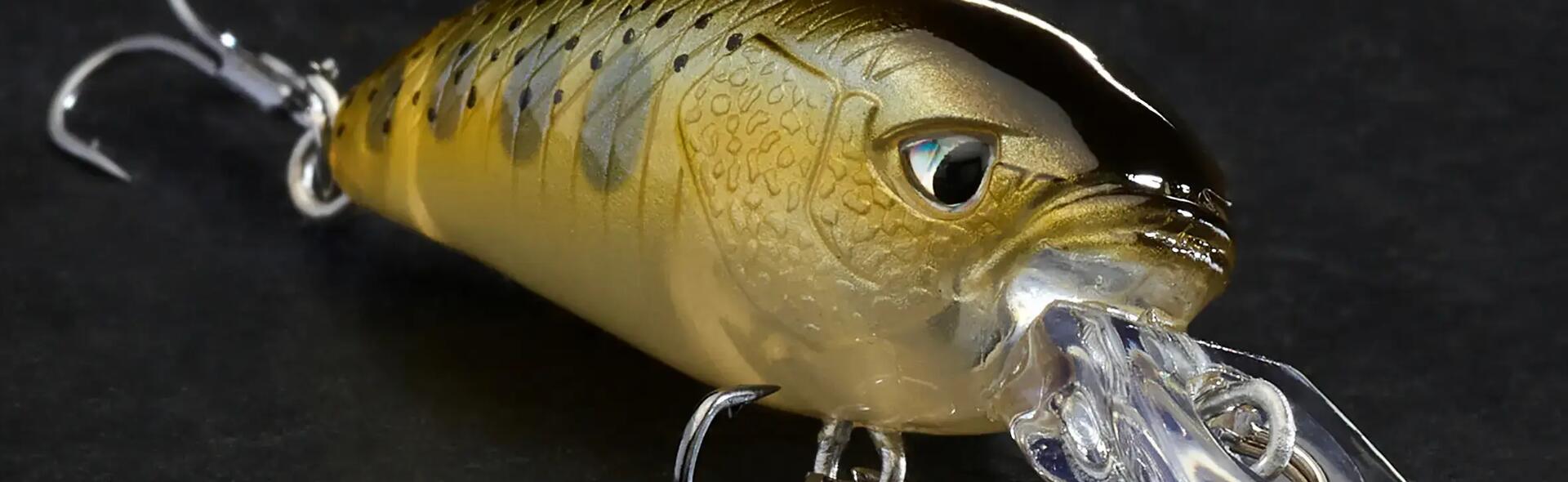 choisir son poisson nageur