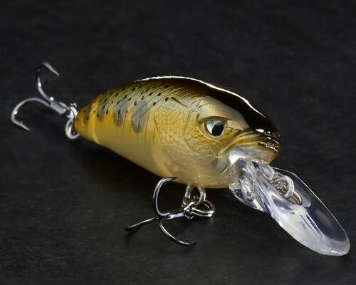 choisir son poisson nageur