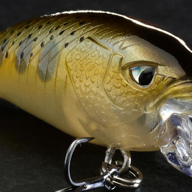 choisir son poisson nageur