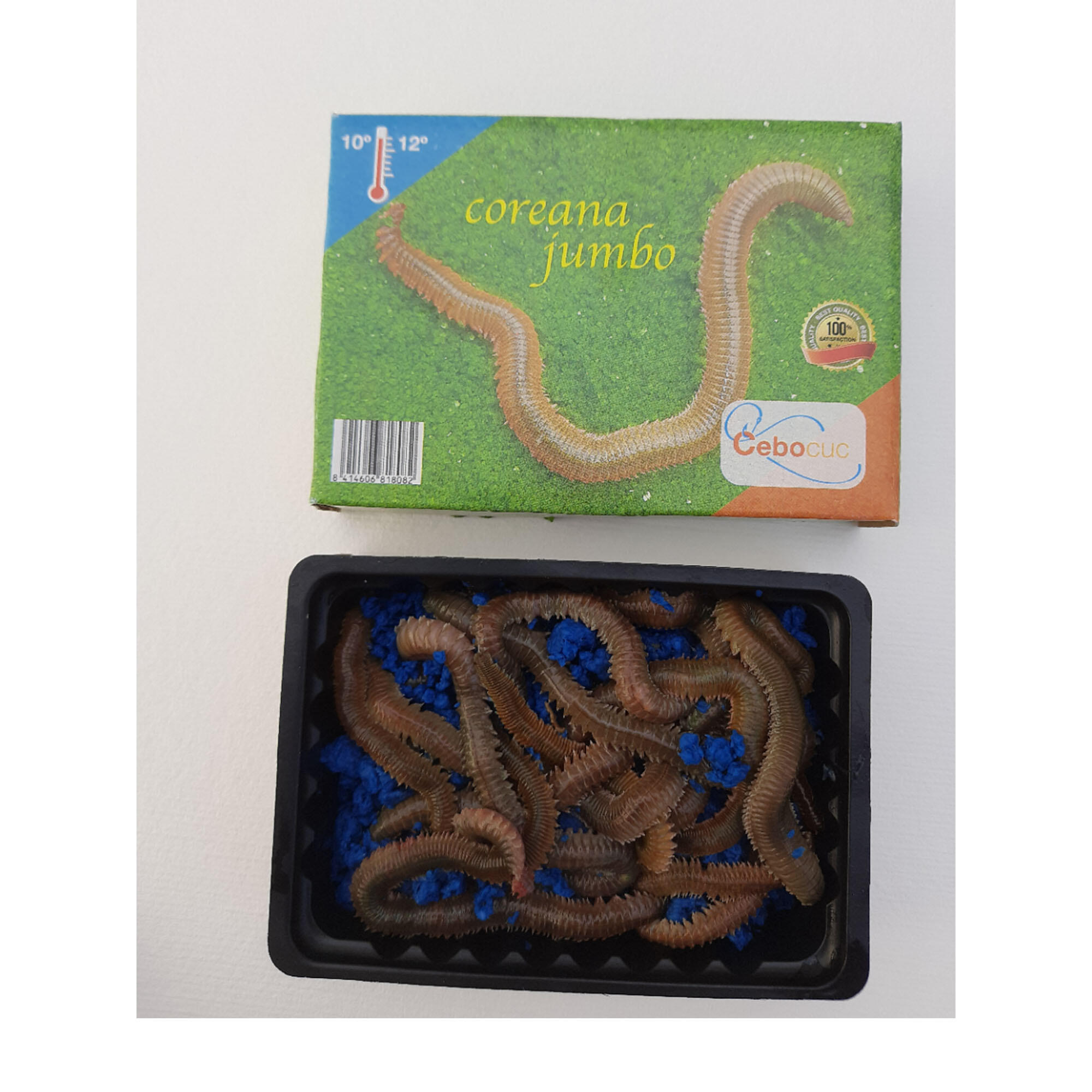 CEBOCUC Coreano Jumbo  45 Grs Cebocuc