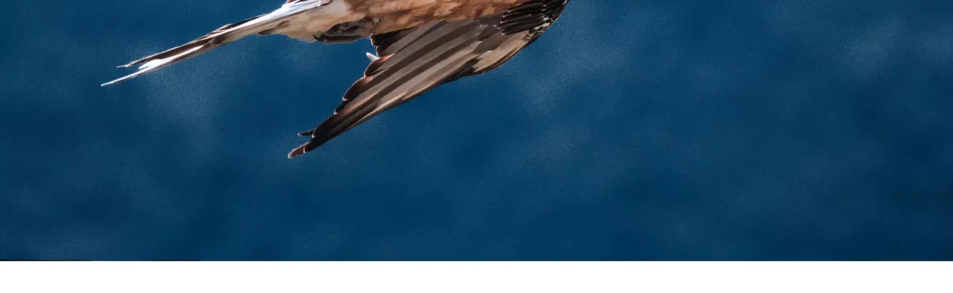 Quelles différences entre un gypaète barbu et un vautour ? 