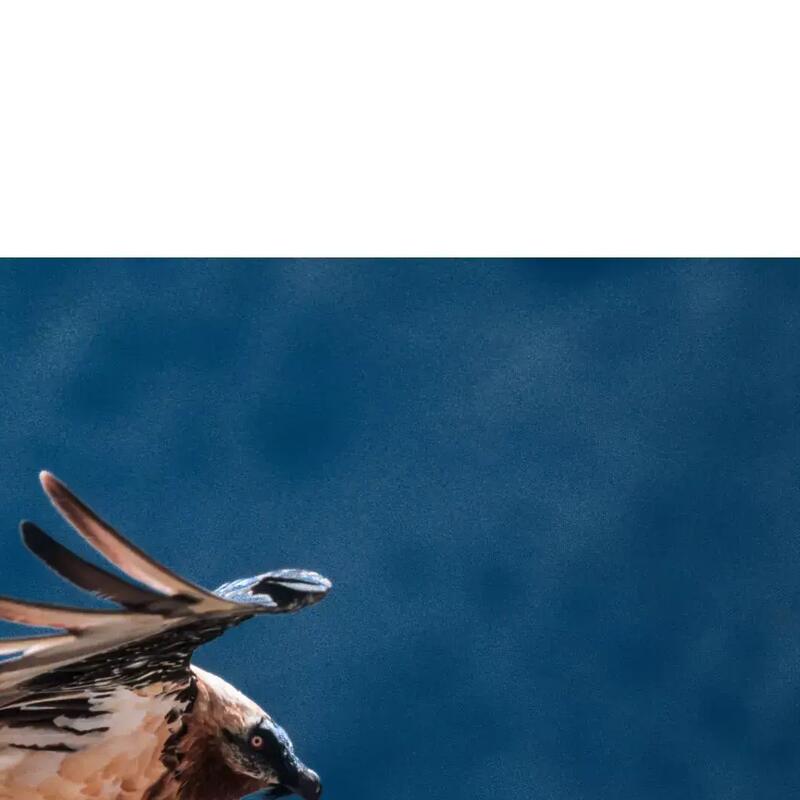 SAVE THE VULTURE!
