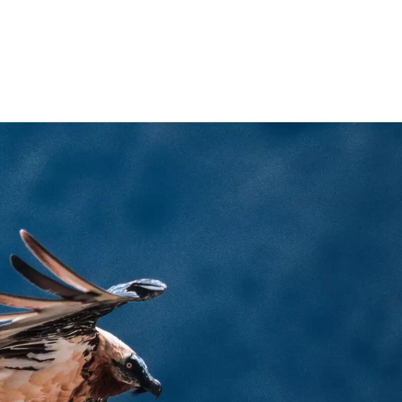 SAVE THE VULTURE!