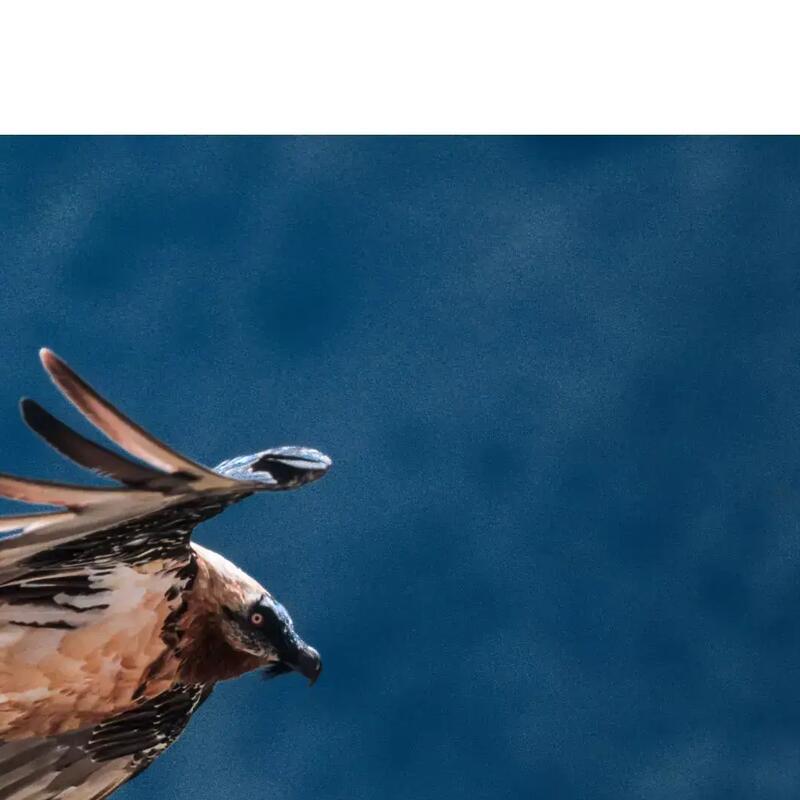 What are the differences between a bearded vulture and a griffon vulture?