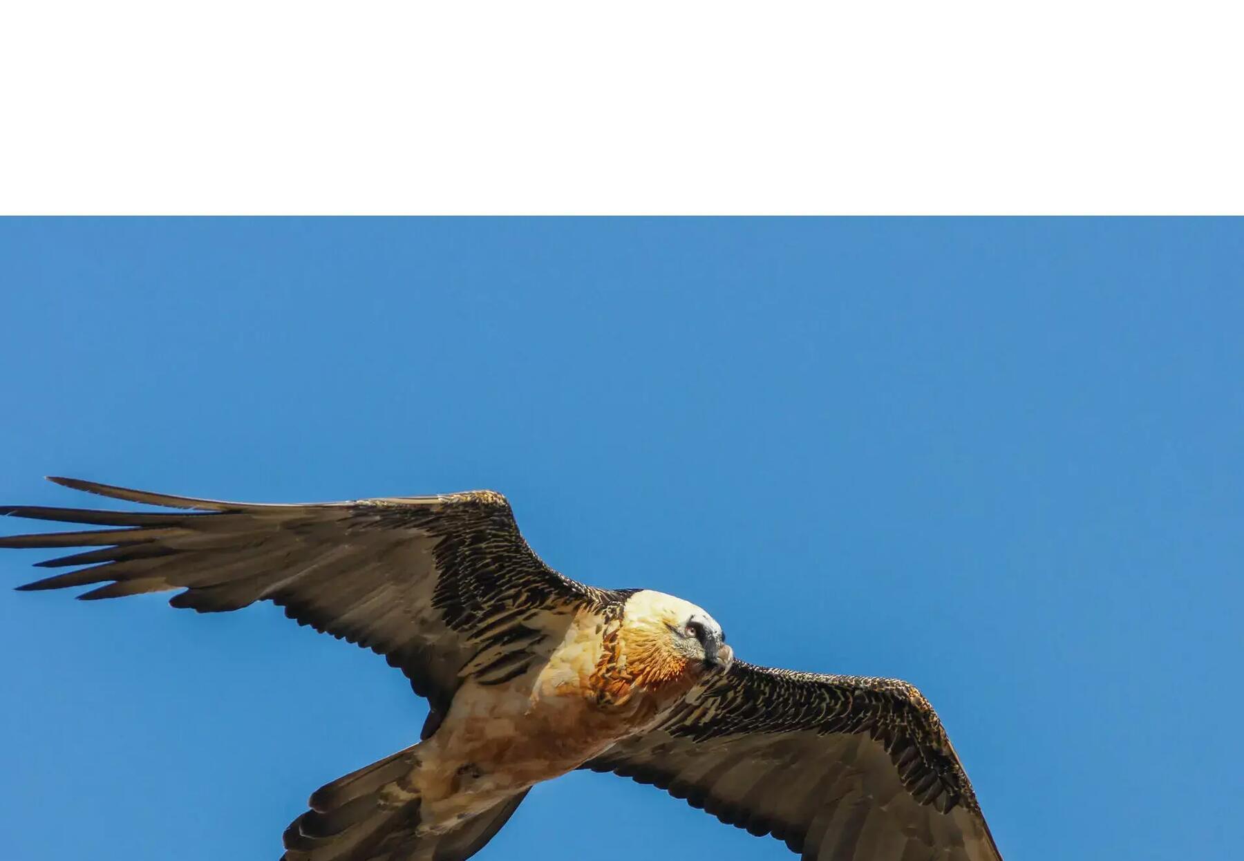 Quelles différences entre un gypaète barbu et un vautour ? 