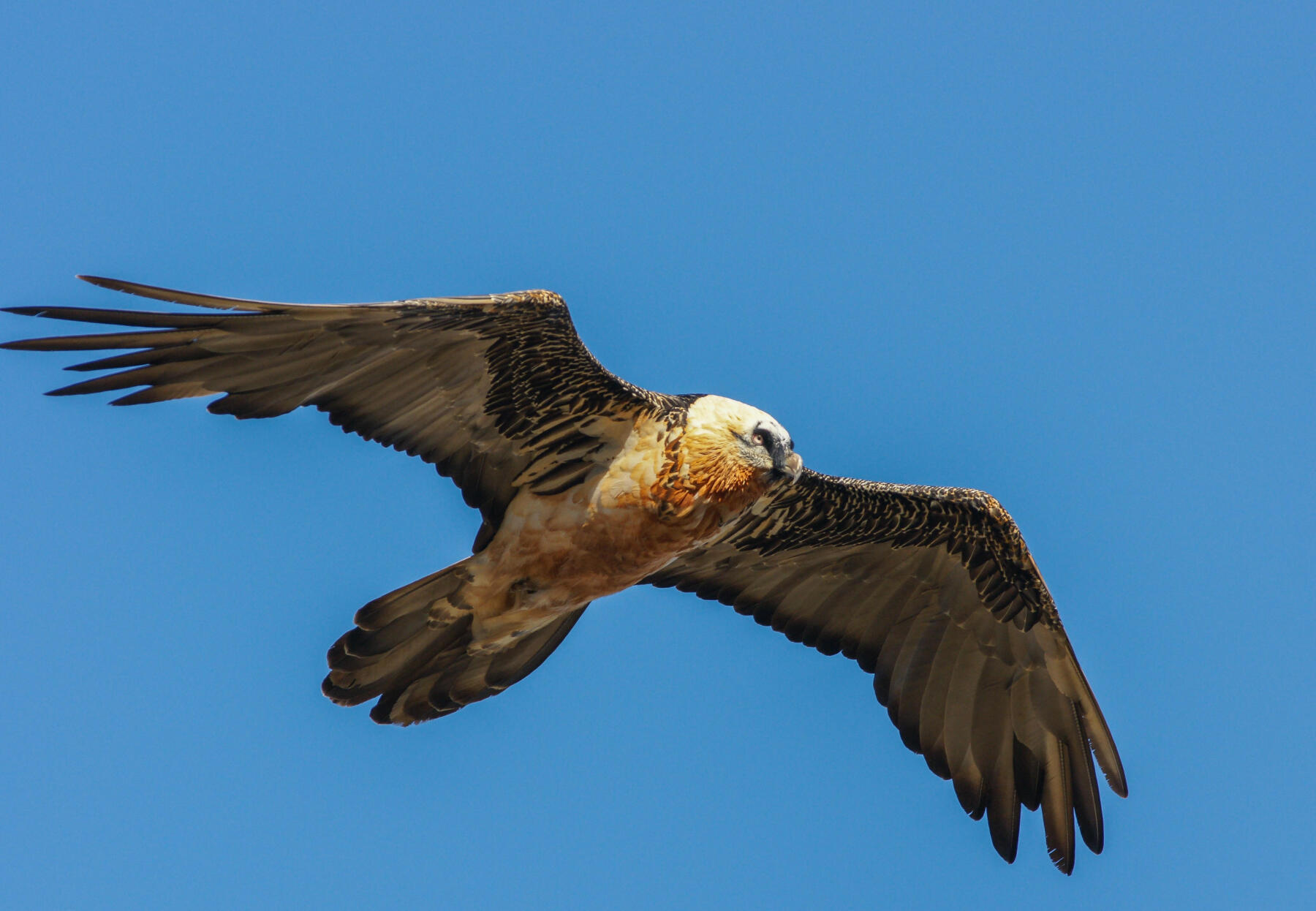 What are the differences between a bearded vulture and a griffon vulture? 