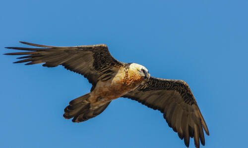 How to spot bearded vultures? 