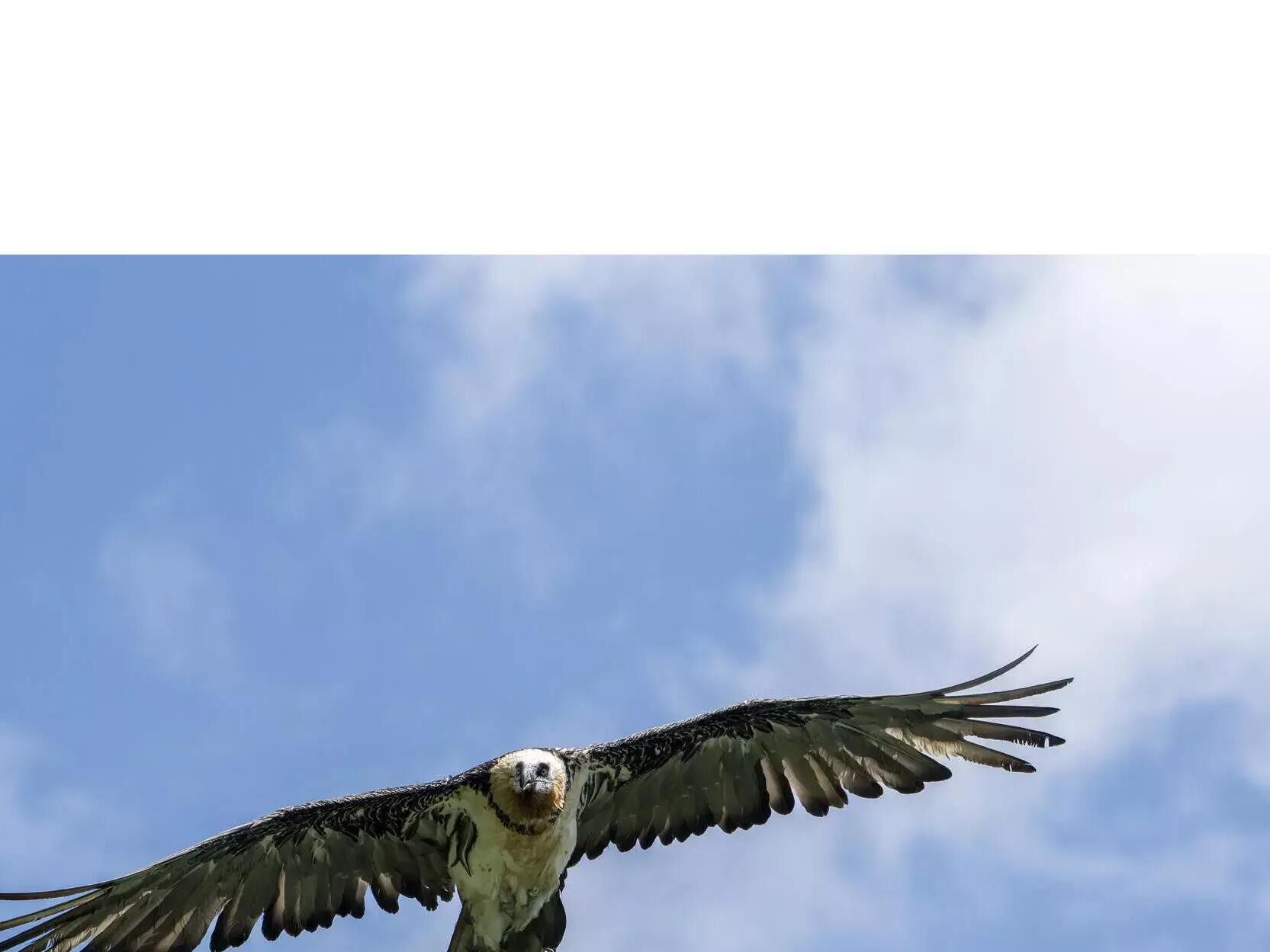 Quelles différences entre un gypaète barbu et un vautour ? 