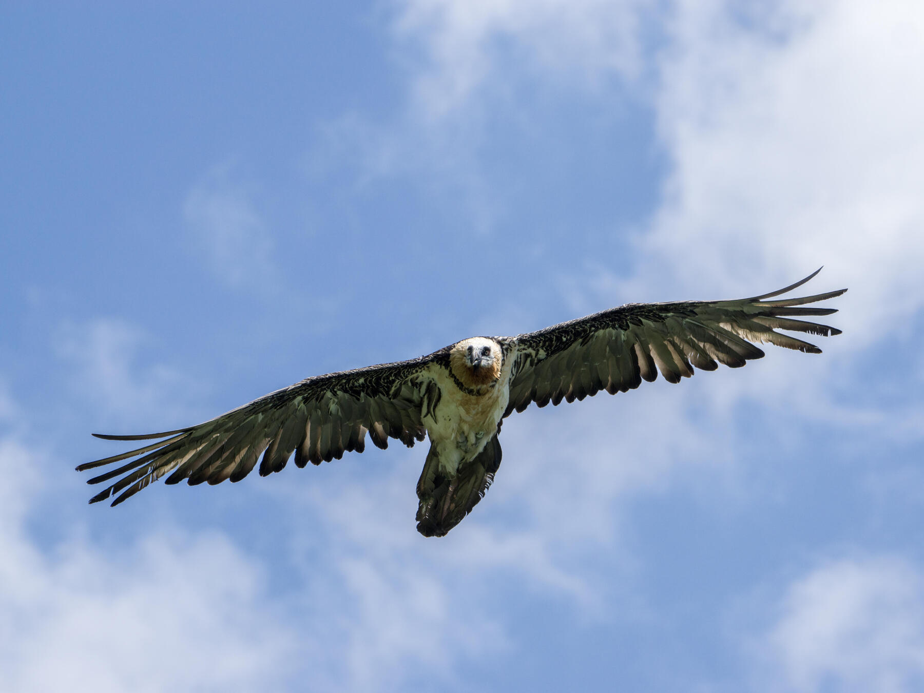 What are the differences between a bearded vulture and a griffon vulture? 