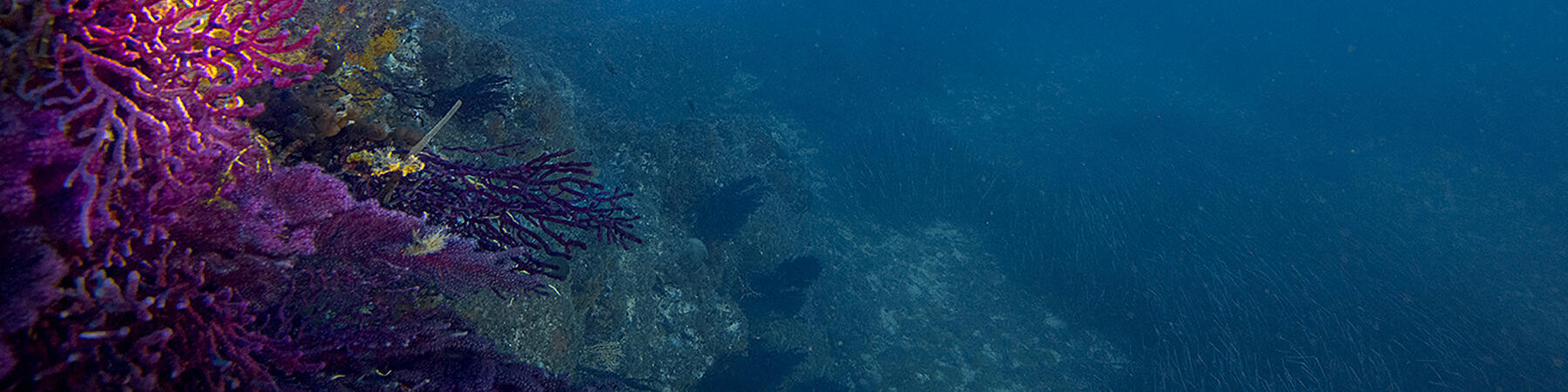 où pratiquer la plongée sous-marine