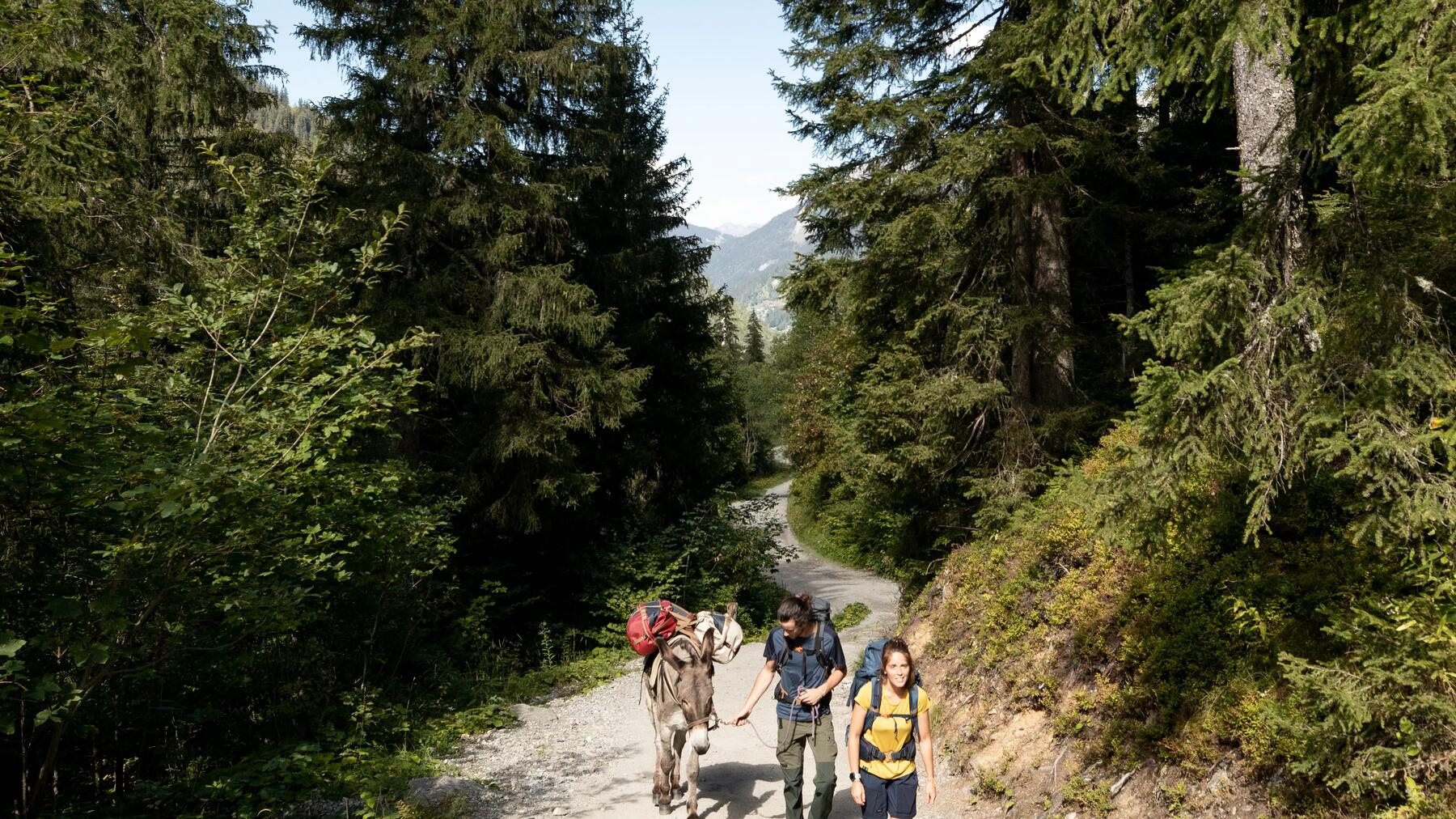 GHIDUL DRUMEȚULUI PENTRU TRASEUL VIA TRANSILVANICA