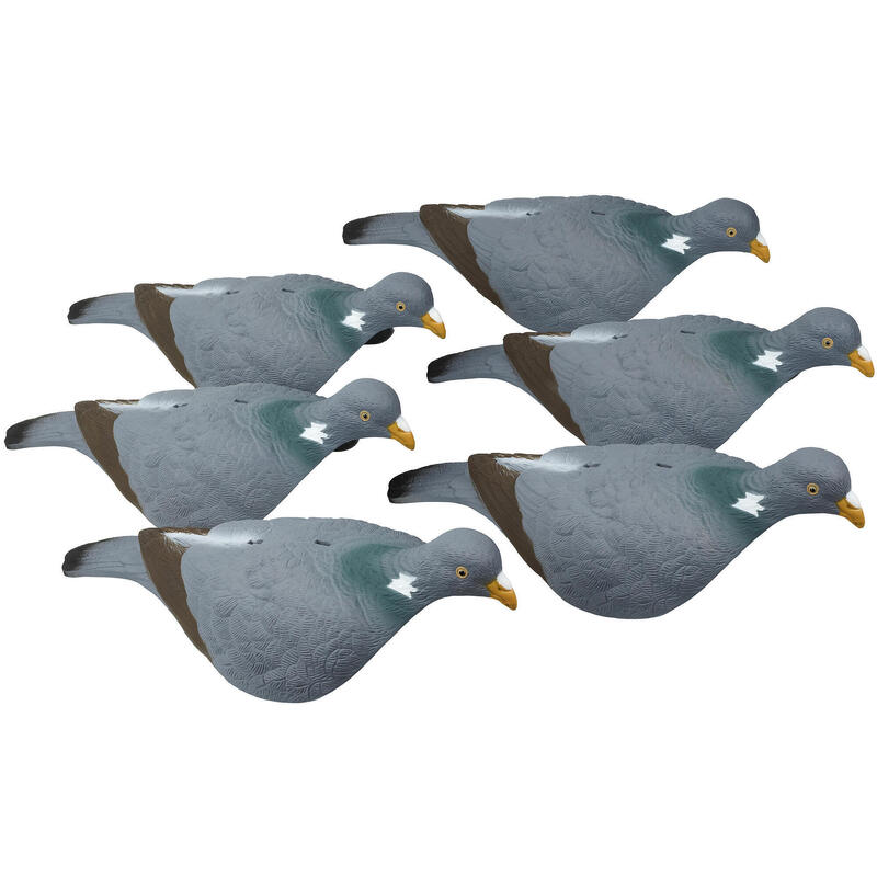Zestaw 6 muszli gołębia 3D 100 z podstawką
