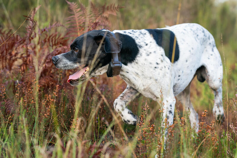 Zestaw obroża + pilot Dogtra 600 m