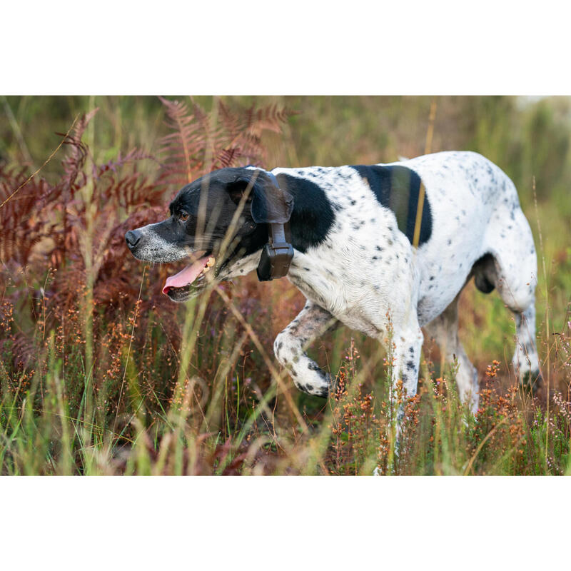 Pack collier + télécommande de dressage pour chien Dogtra 600M