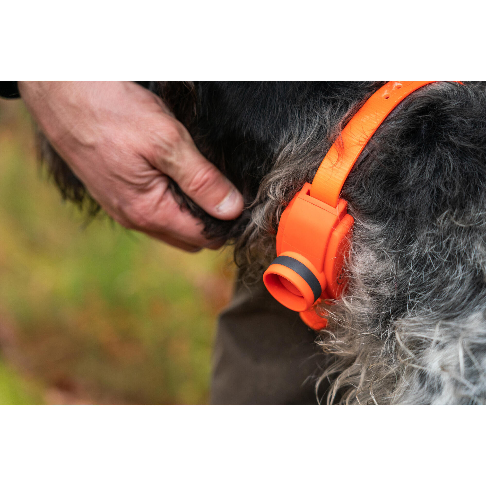 Sportdog sales beeper collar