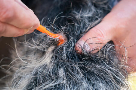 ЩИПЦЫ ДЛЯ КЛЕЩЕЙ ЩИПЦЫ ДЛЯ КЛЕЩЕЙ