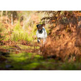 collar adiestramiento canicom decathlon