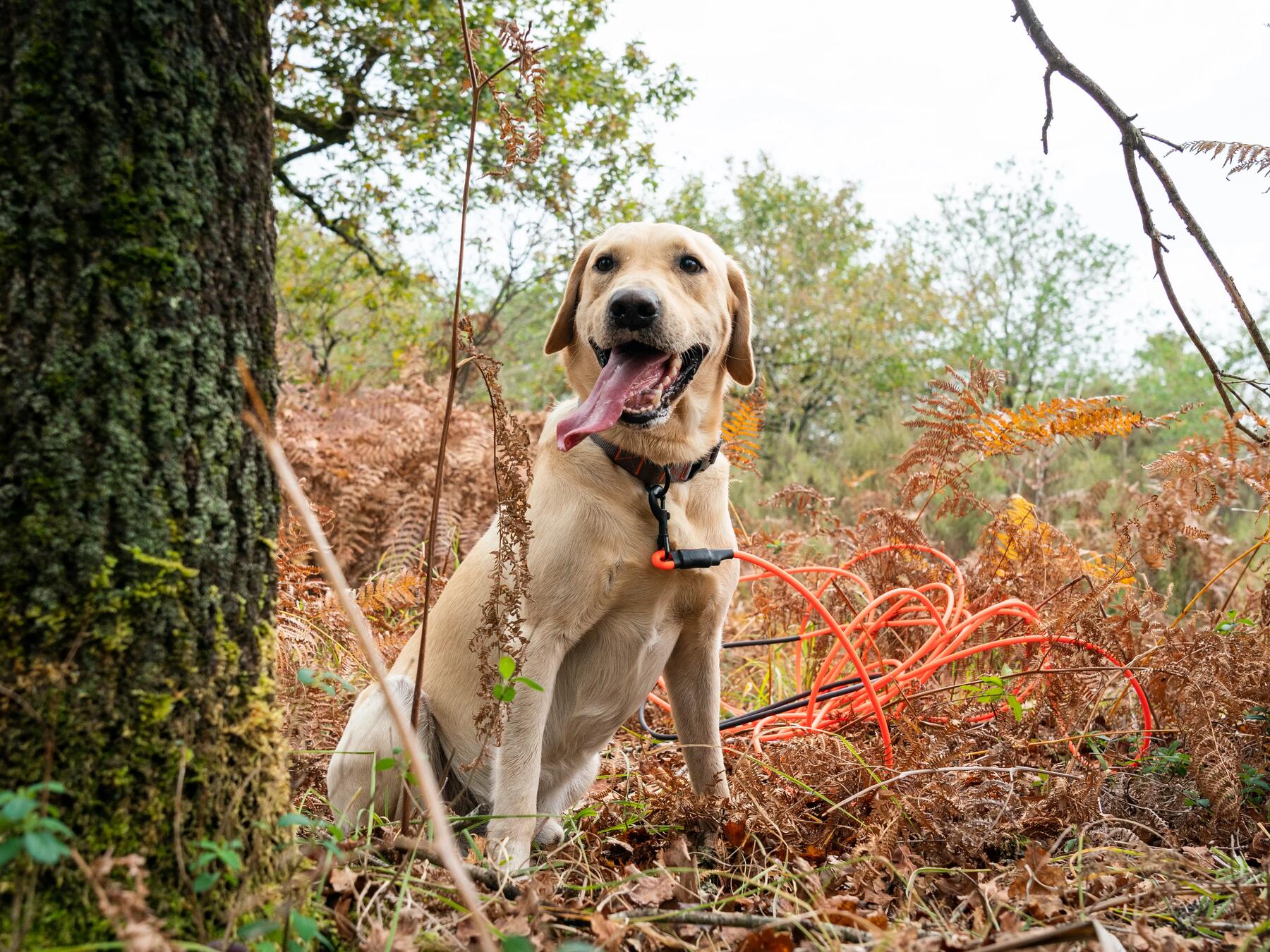 Hardlopen met je hond, een absolute aanrader