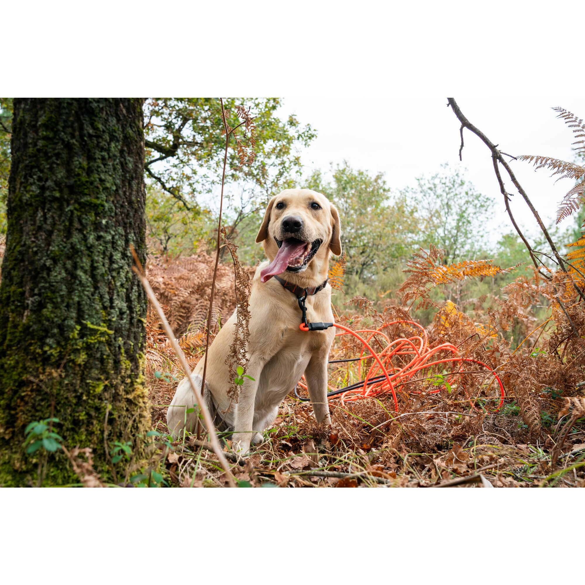 Cordino per cani 15 metri 900 arancione fluorescente