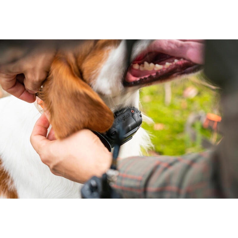 Pack collier + télécommande de dressage pour chien Dogtra 600M