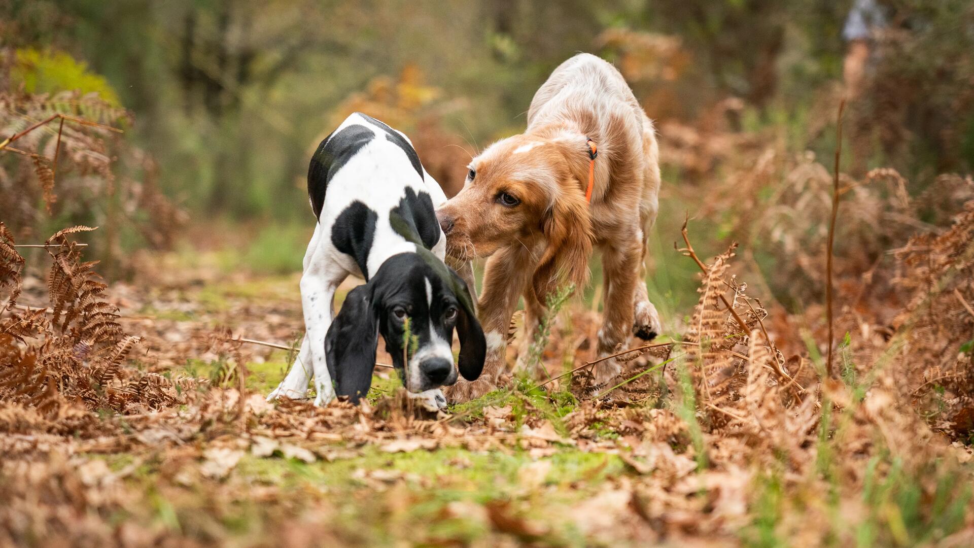 Comment bien demarrer avec un chiot 