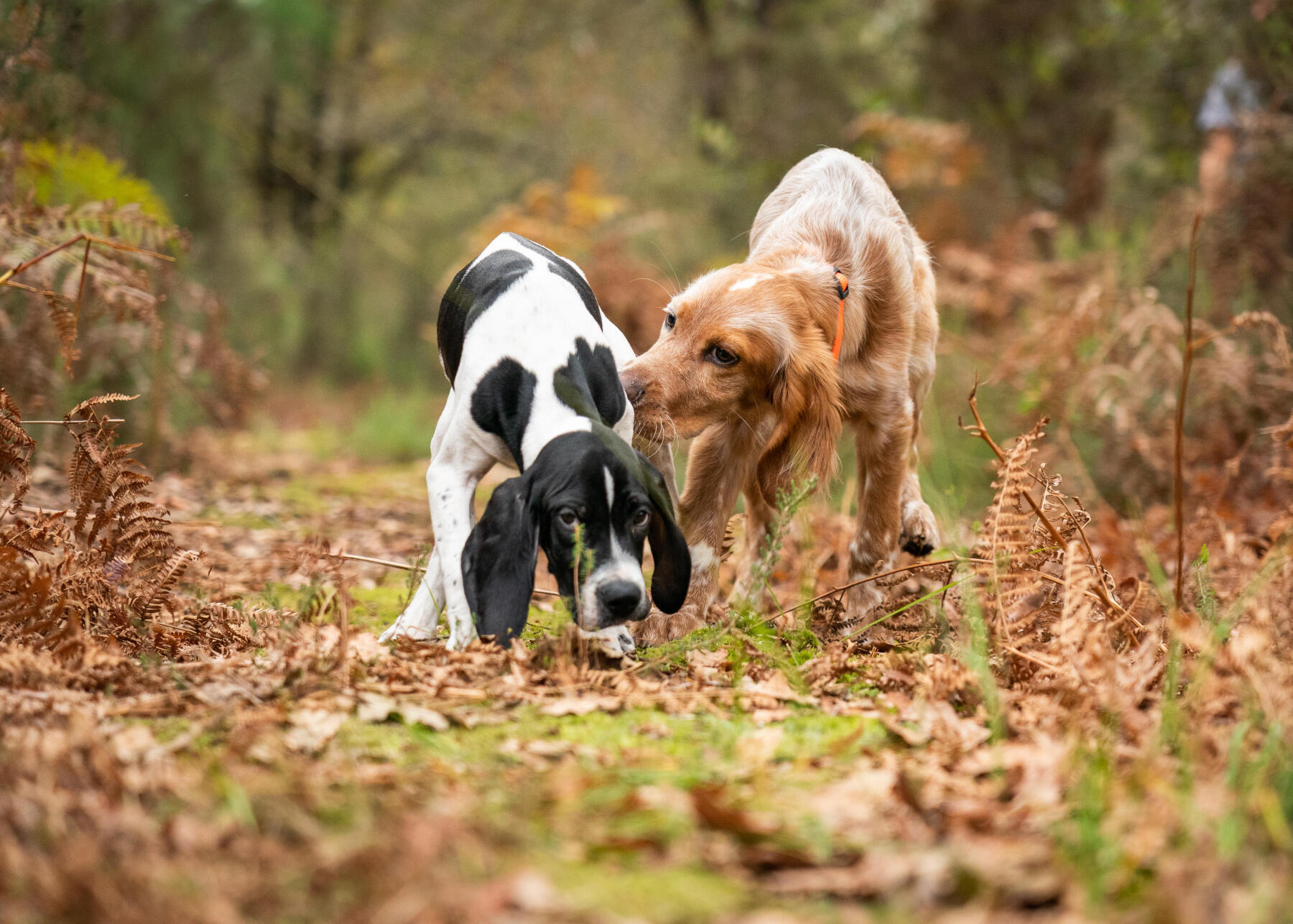 CHOOSING YOUR HUNTING DOG