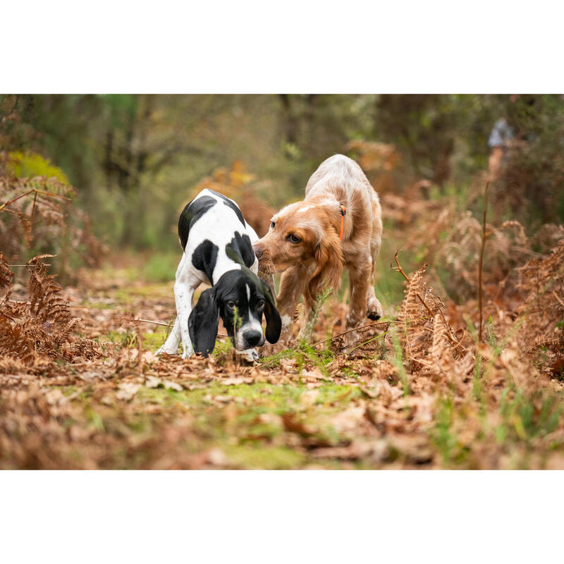 Coleira Cão Caça Laranja100