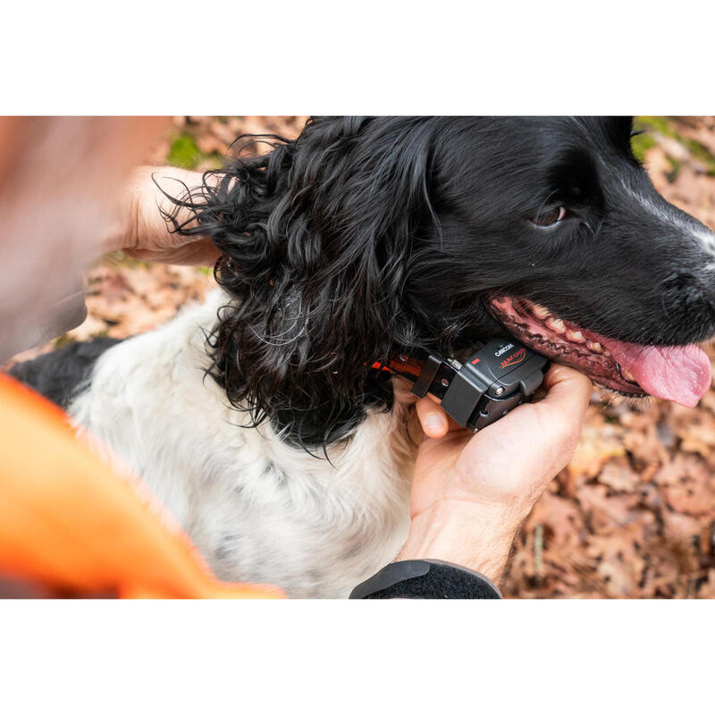 Coleira + Telecomando de Adestramento para Cão Canicom 300 (Conjunto)