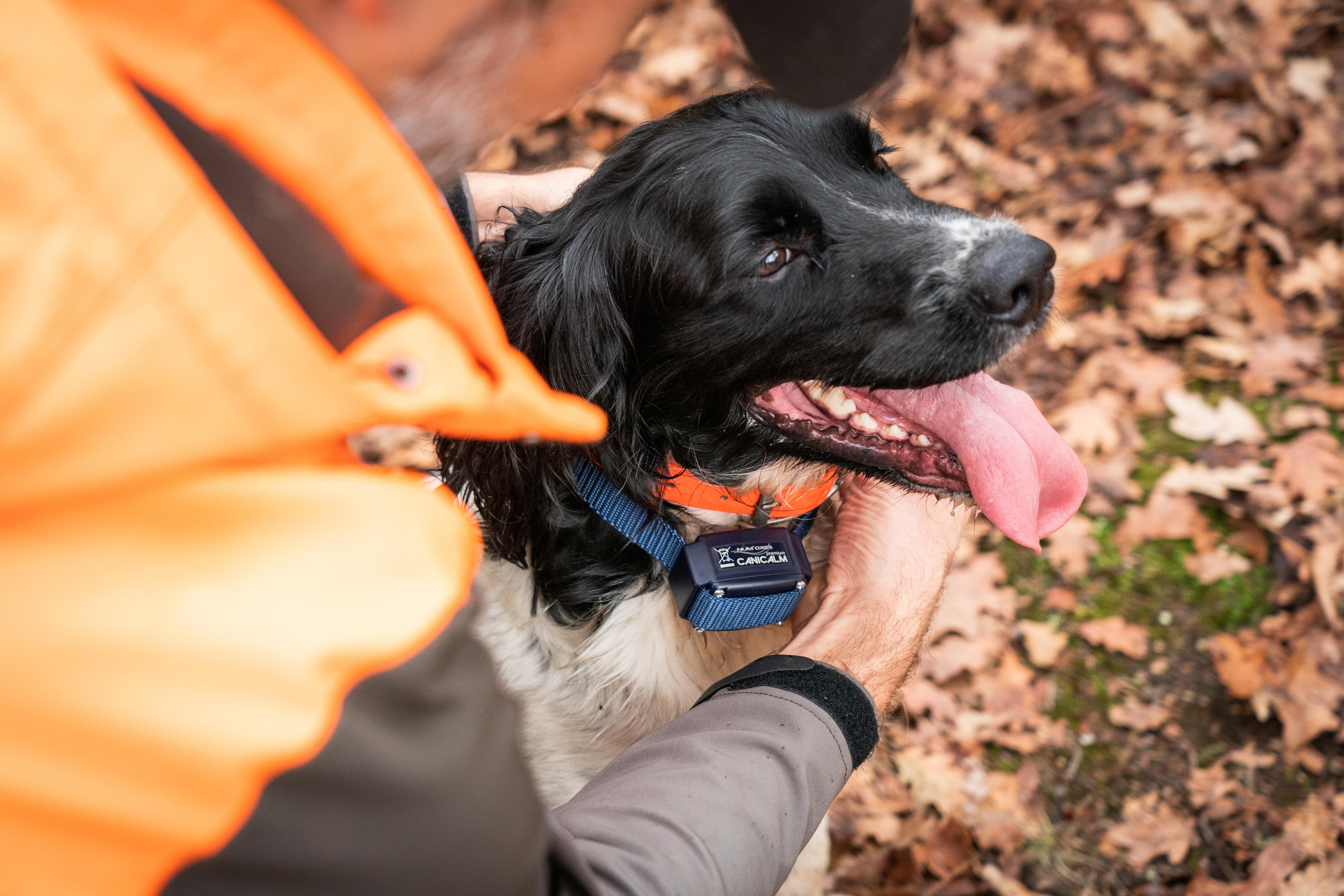 premium bark control collar