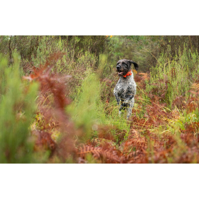 SD BEEPER SPORTDOG