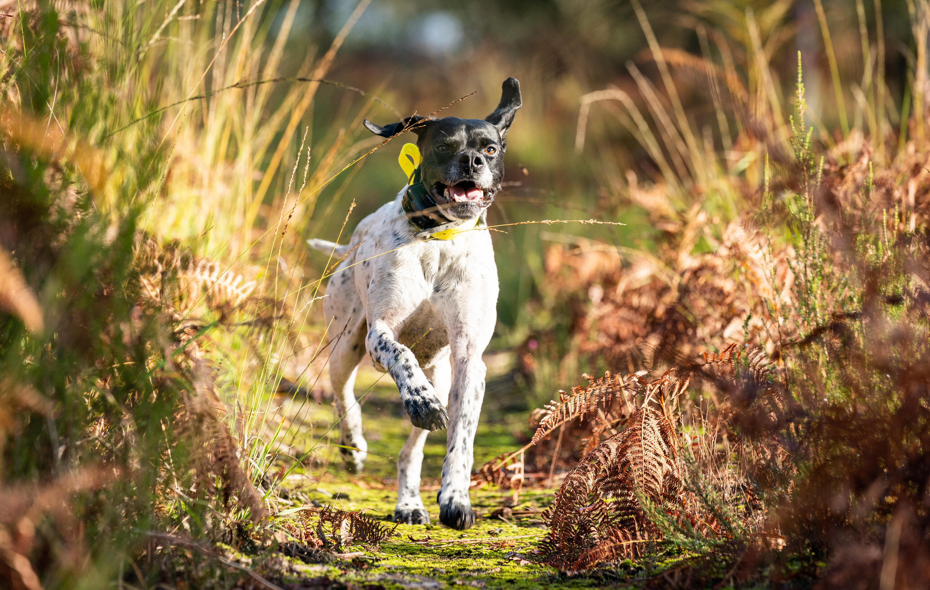 Collier repérage de sonnaillon pour chien Num'axes Canibeep 4/6