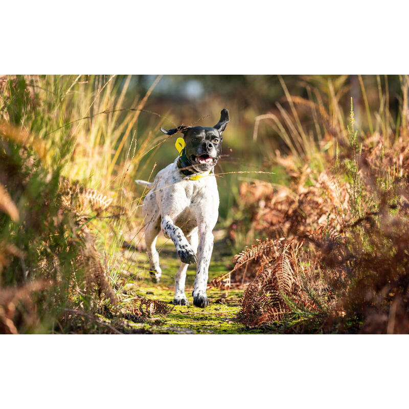 Collar Localizacion Perro Caza Beeper Numaxes Campanilla Canibeep