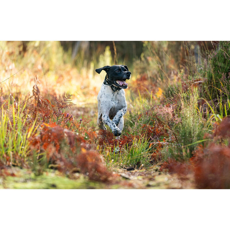 Sifflet en corne de cerf dressage du chien de chasse