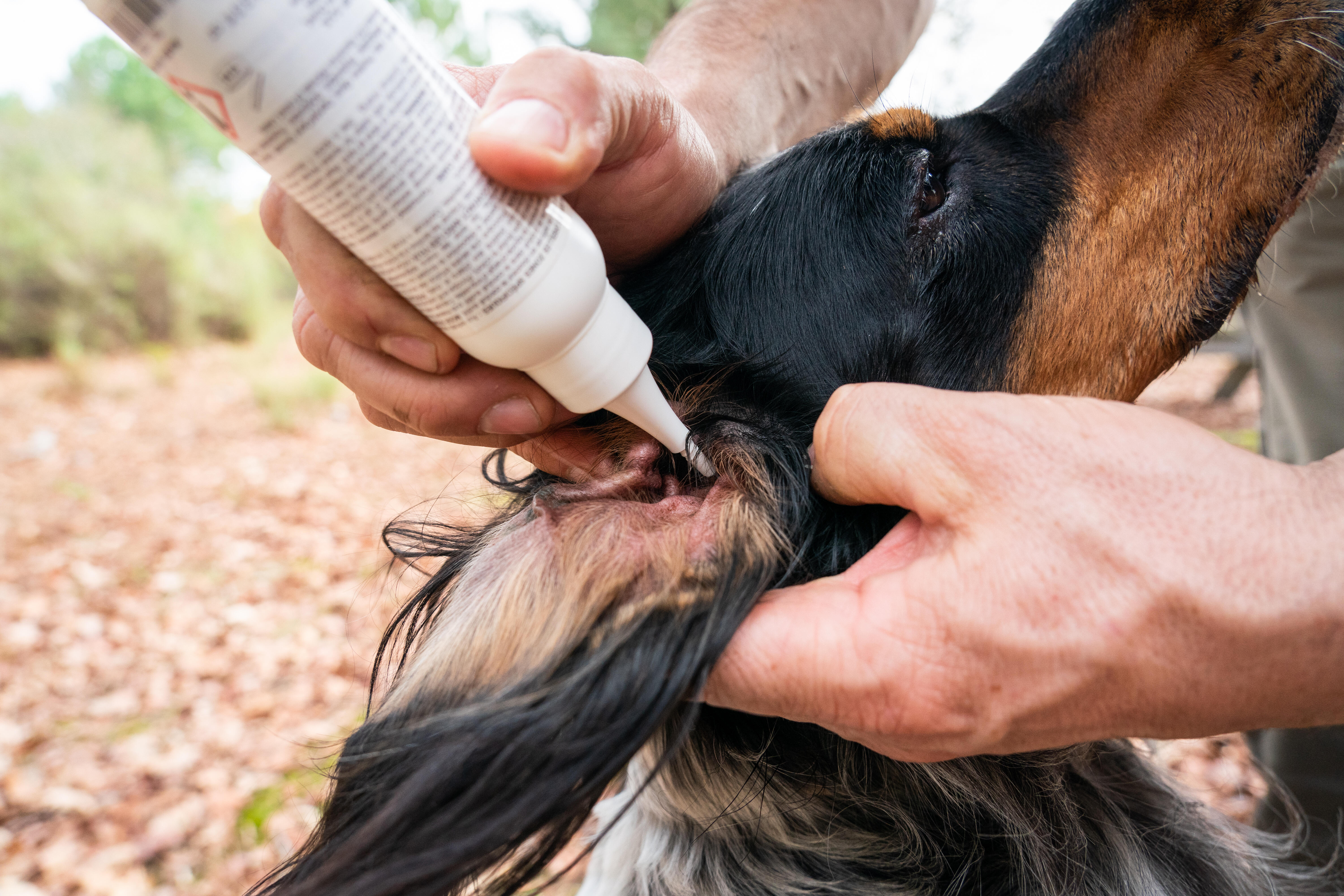 dog ear lotion