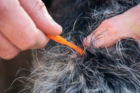 ЩИПЦЫ ДЛЯ КЛЕЩЕЙ ЩИПЦЫ ДЛЯ КЛЕЩЕЙ