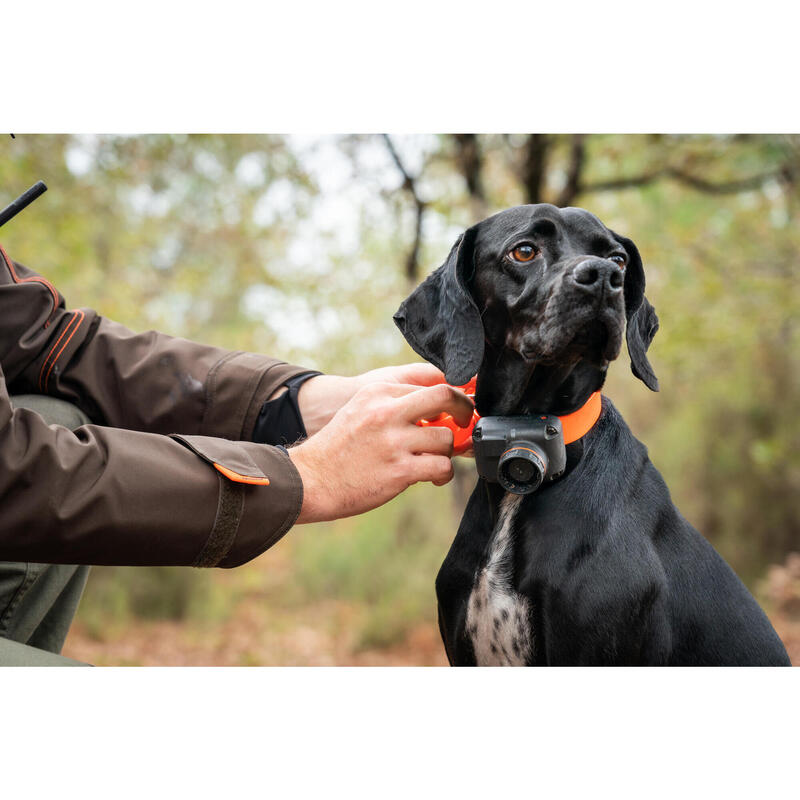 Collier de repérage beeper pour chien Dogtra BEEP H