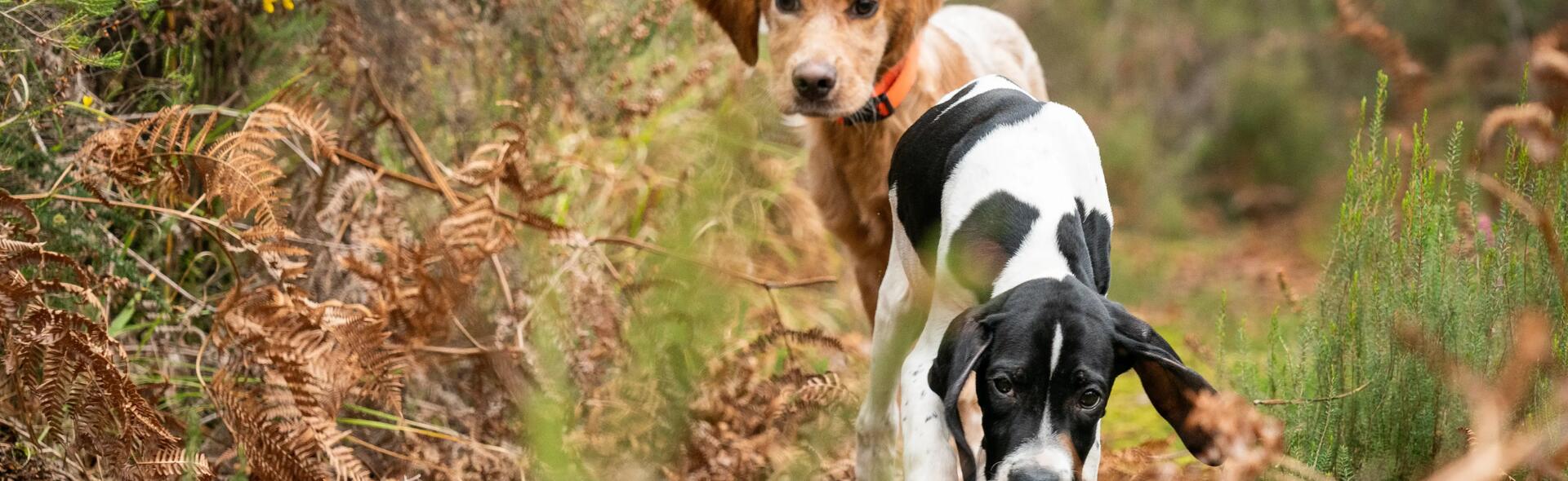 Comment bien demarrer avec un chiot 