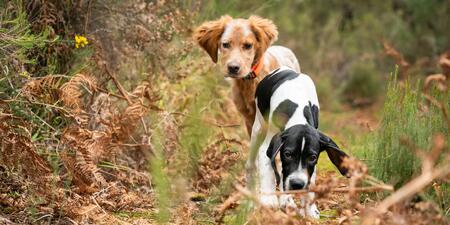 Chien de chasse