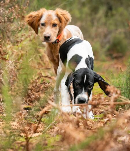 Un article qui explique comment bien débuter avec un chiot de chasse