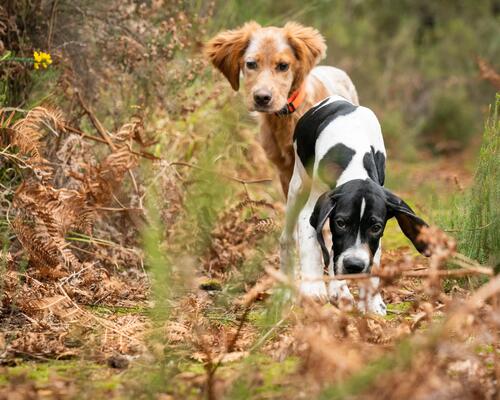 Comment bien demarrer avec un chiot 