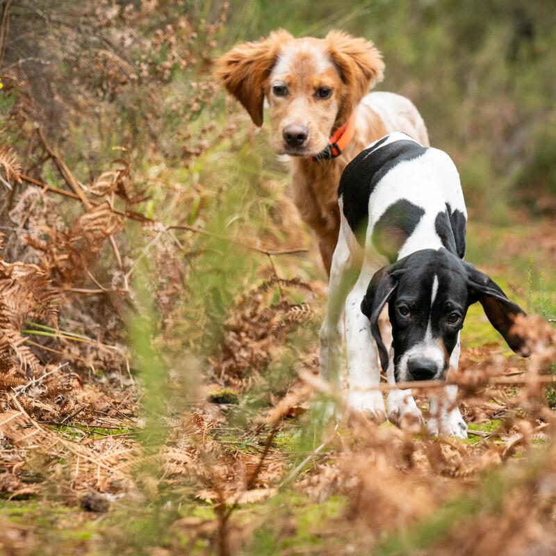 Comment bien demarrer avec un chiot