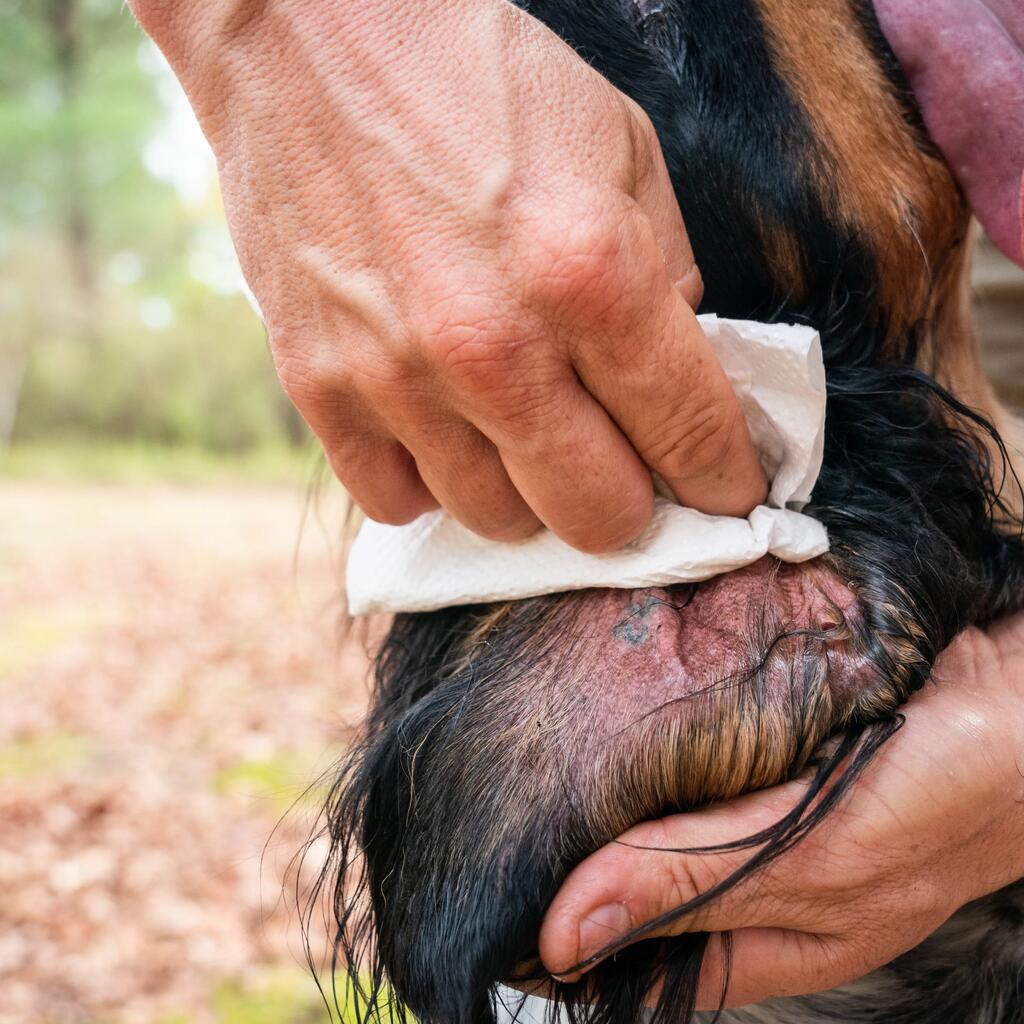 Lotion Hund Ohren