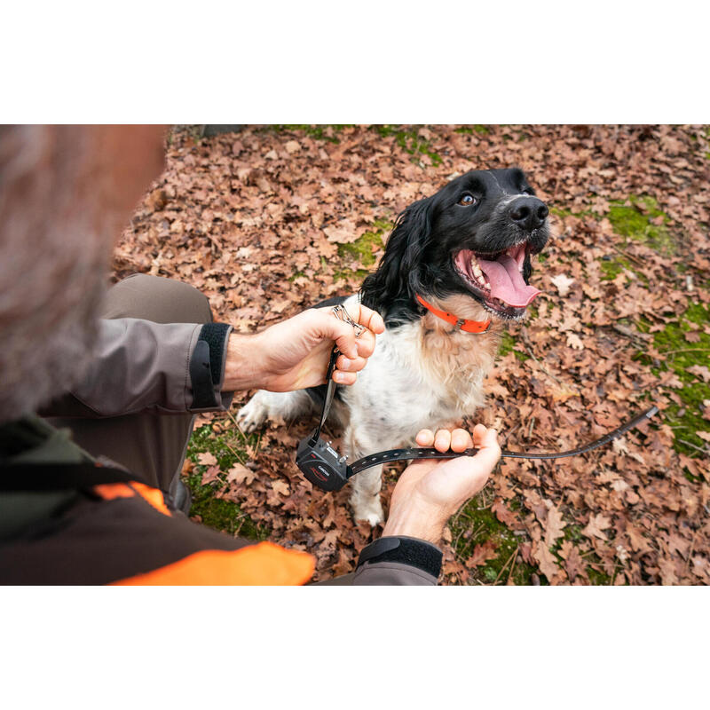 Coleira + Telecomando de Adestramento para Cão Canicom 300 (Conjunto)