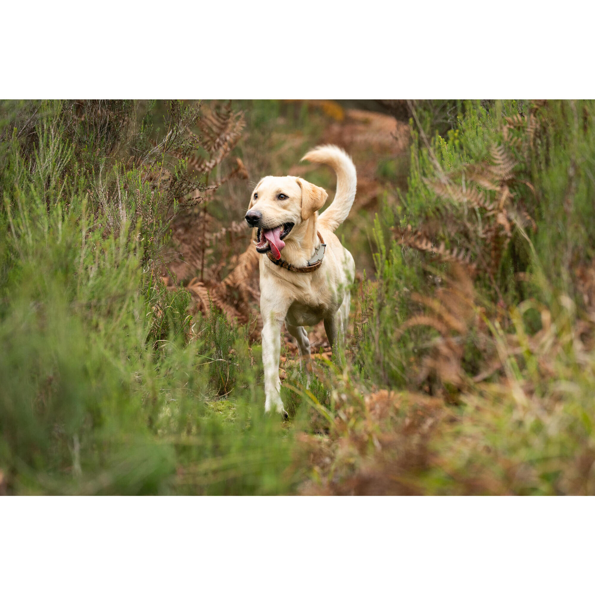 Dogtra arc cheap 800 decathlon